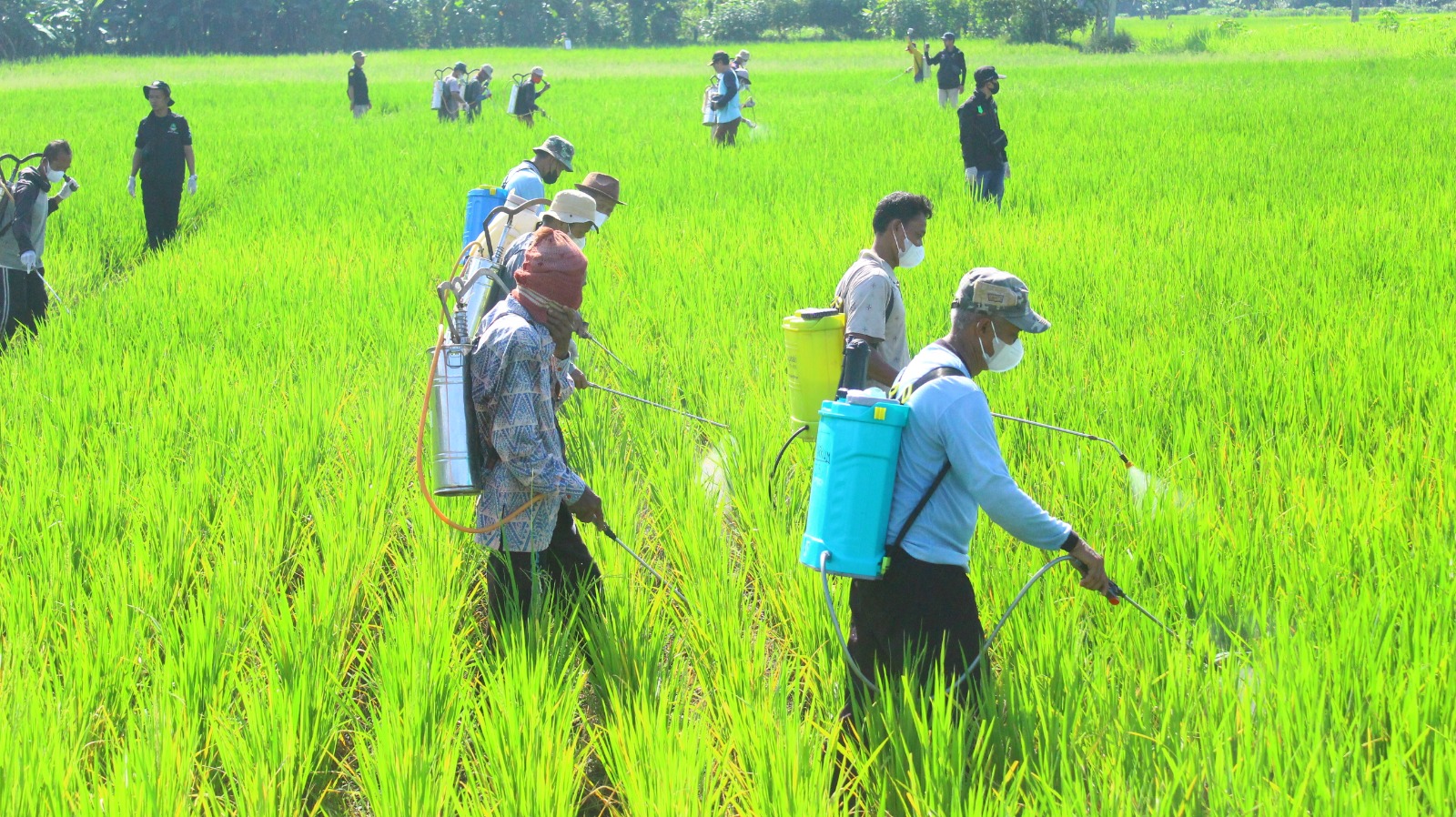 Gerakan Penyemprotan Massal Hama Wereng Batang Coklat di Sidaharja